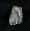 Partially Worn Triceratops Tooth Montana #746-1